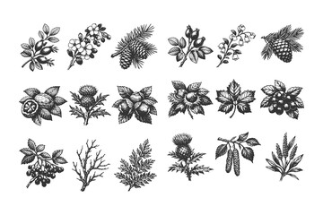 Botanical Leaf and Flower Collection Line Art Set Featuring Various Plant Species in Detailed Hand Drawn Black and White Vector Illustration