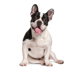 Fototapeta premium French bulldog pet dog sitting and panting
