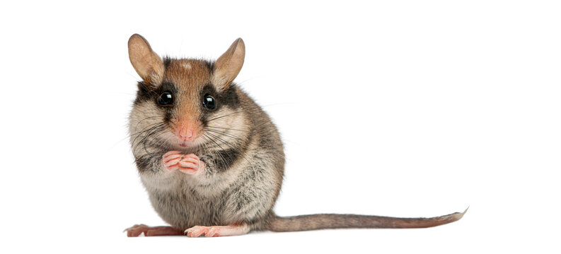 Garden dormouse sitting with paws together on white background