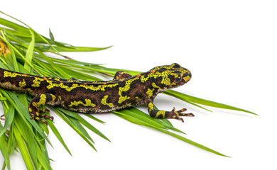 Marbled newt crawling on green grass isolated