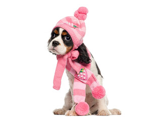 Cavalier king charles spaniel puppy wearing pink winter outfit