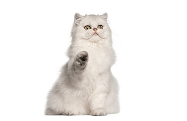 Persian cat sitting and raising paw on white background