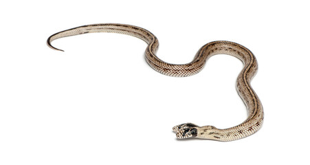 Fototapeta premium two headed eastern kingsnake, Lampropeltis getula californiae, moving on white background