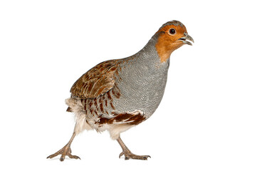 Grey partridge bird walking on white background