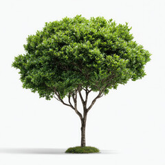 Single green garden shrub standing alone with lush leaves