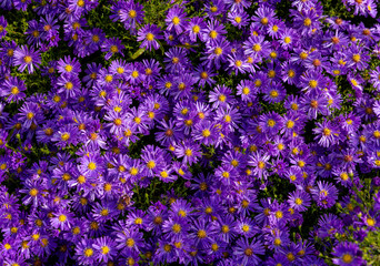 Alpine Aster violet or Aster alpinus. Decorative garden plants with purple flowers, blooming profusely into summer.