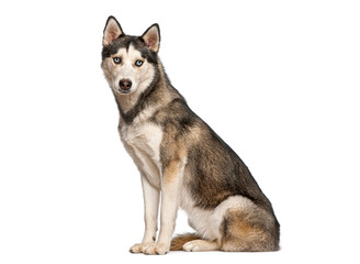 Siberian husky dog sitting looking forward white background © Eric Isselée