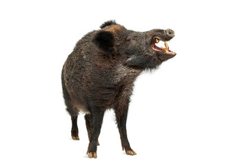 Wild boar showing aggression with open mouth