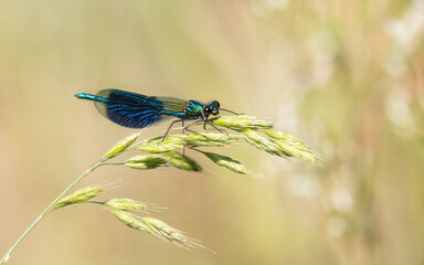 Male Banded Demoiselle on grass