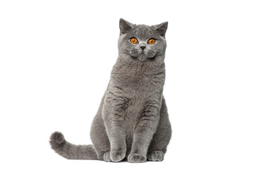 Portrait of British Shorthair cat sitting and looking at the camera, isolated on white