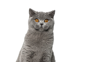 Head shot Portrait of British Shorthair cat looking at the camera, isolated on white