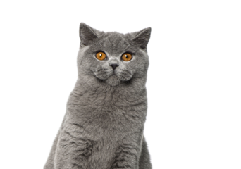 Head shot Portrait of British Shorthair cat looking at the camera, isolated on white
