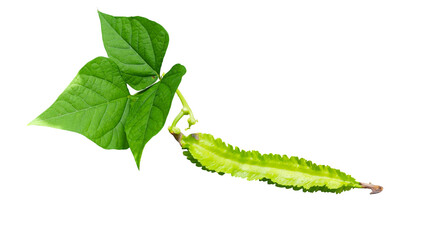 Close-up of a single vibrant green four-angled bean pod and leaves on a clean white background.