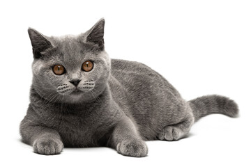 British Shorthair cat with blue gray coat lying down and looking at camera. Domestic cat portrait isolated on white background. Purebred cat cutout for templates.