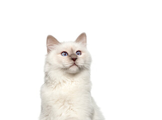 Birman cat looking up on white background
