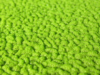 Zbliżenie na powłokę z glonów © Kumulugma