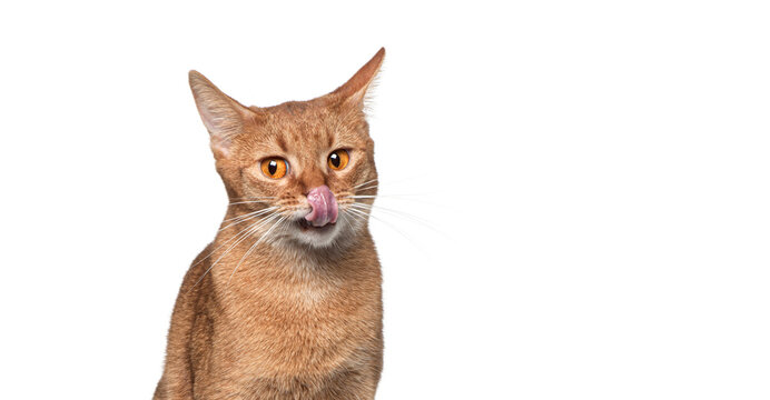 Ginger abyssinian cat licking its nose on white background