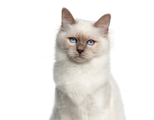 Obraz premium Birman cat kitten sitting and staring with blue eyes on white background