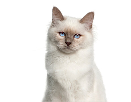 Birman cat kitten sitting and staring with blue eyes on white background