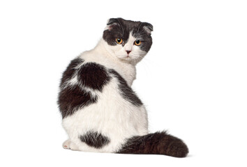 Scottish fold cat sitting and looking back over shoulder