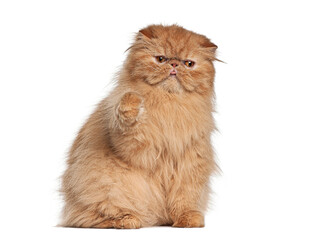 Persian cat sitting and raising paw on white background
