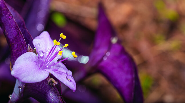 Purple tradescantia pallida Flower or purple heart flower macro with Yellow stamens and Bokeh