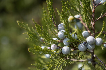 Detailed view of juniper with soft green background, Closeup of juniper berries illuminated by...