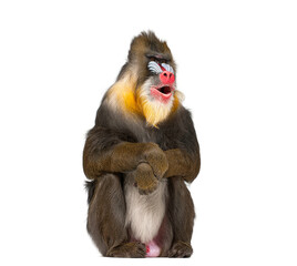 Mandrill monkey sitting on white background with open mouth