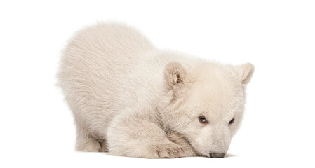 Polar bear cub resting on white background © Eric Isselée