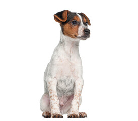 Obraz premium Jack russell terrier puppy sitting white background