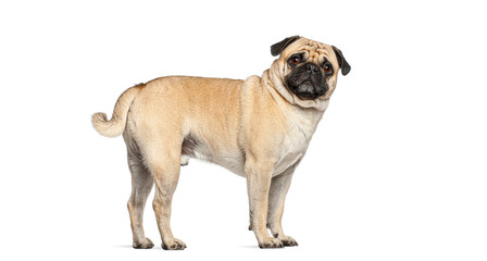 Fototapeta premium Pug dog standing isolated on white background looking at camera