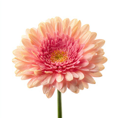 Pink gerbera daisy flower with water drops isolated white