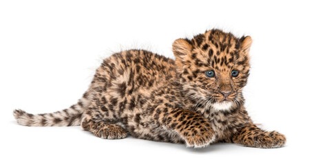 Naklejka premium Amur leopard cub, Panthera pardus orientalis, crawling and looking away on white background