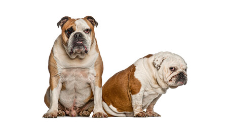 Obraz premium Two english bulldogs sitting portrait on white background