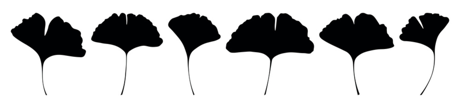 Set of black ginkgo biloba leaf silhouettes. Vector collection of diverse leaves shapes isolated on a white background.