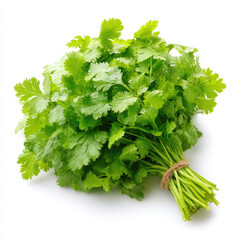 Fresh cilantro bunch vibrant green herb with dewy leaves
