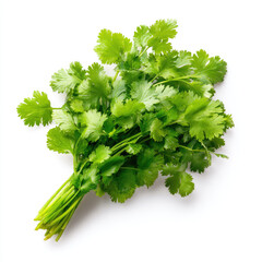 Fresh cilantro bunch vibrant green herb bright aroma