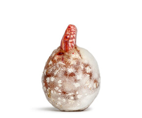 Baby corn snake hatching from egg on white background