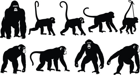 Primate silhouette collection, gorilla and monkey poses evolution set isolated black vector illustration for wildlife education design projects © MDTAHMID