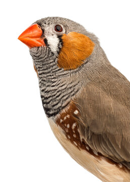 Zebra finch head shot looking up with orange beak