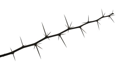 Thorny branch against white background