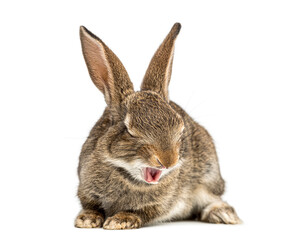 Obraz premium Brown rabbit yawning on white background