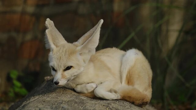 Fennec fox rests calmly on a warm rock inside a zoo enclosure, showing large ears and relaxed behavior in natural light