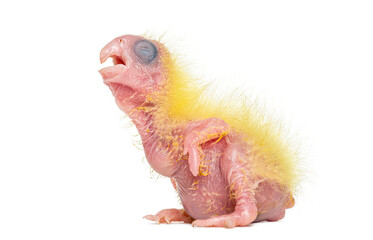 Newborn Sulphur-crested Cockatoo chick,  Cacatua galerita, 4 days old, chick opening mouth on white background © Eric Isselée