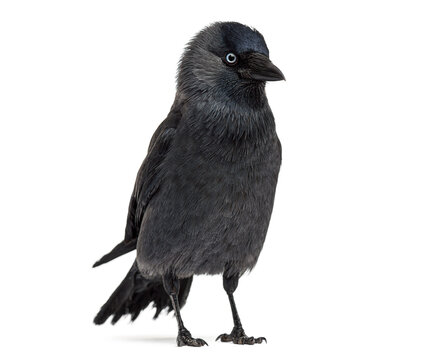 Jackdaw, corvus monedula, standing, isolated on white