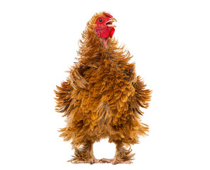 Frizzle chicken squawking brown fluffy fowl standing