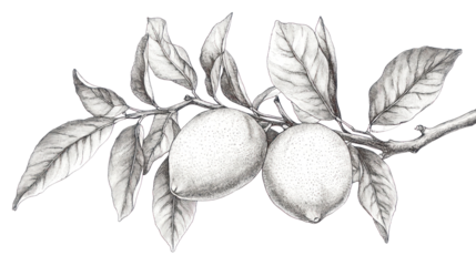 Lemon branch on transparent background