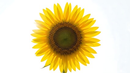 Obraz premium Bright yellow sunflower in full bloom