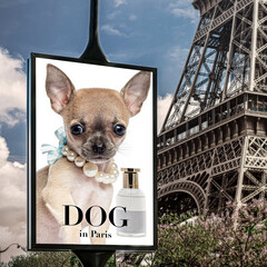 Chihuahua wearing pearls posing on a billboard in paris near the eiffel tower