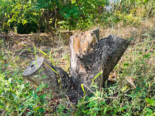 Fototapeta premium Tree stump surrounded by greenery in a forest setting
